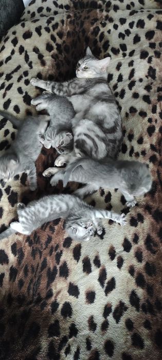 Шотландські висловухі кошенята ( колір Таббі )