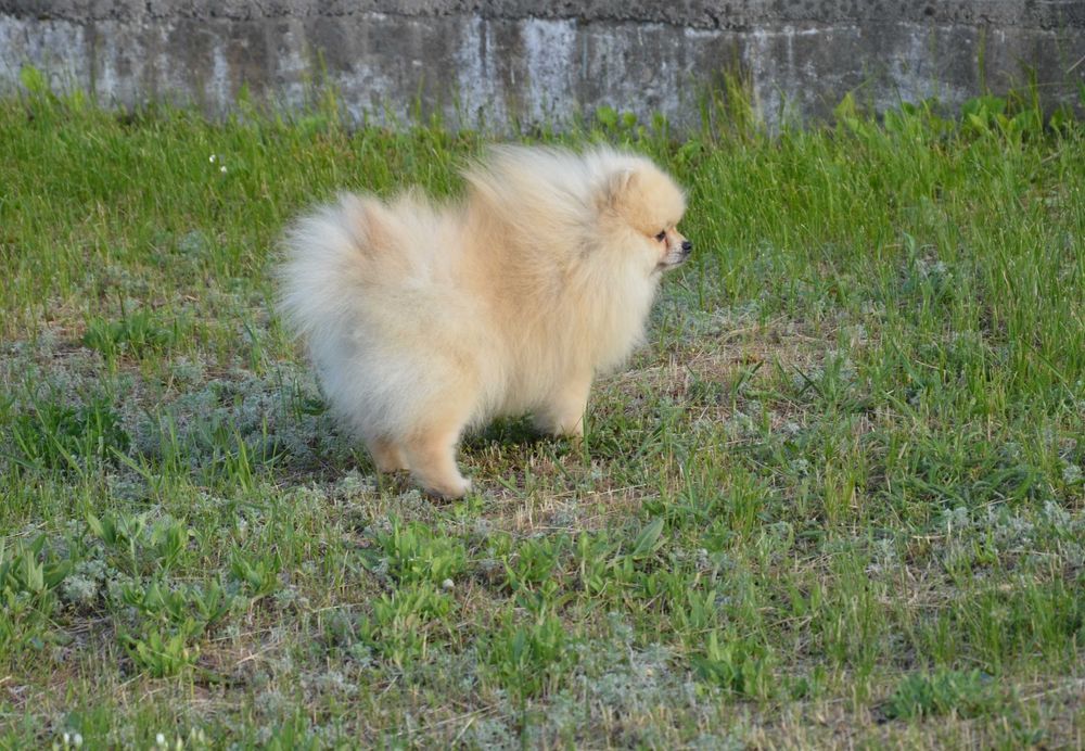 Подрощенный мальчик шпиц 1.5 года.