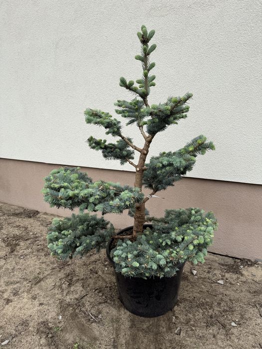 Świerk Srebrny Glauca Globosa Bonsai