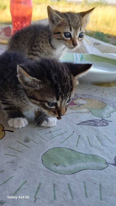 Gatinhos bebes muito maus