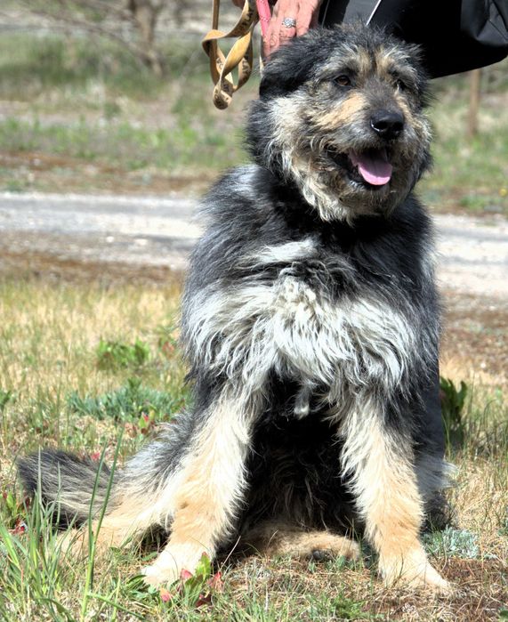 Krzyś - pies do adopcji!
