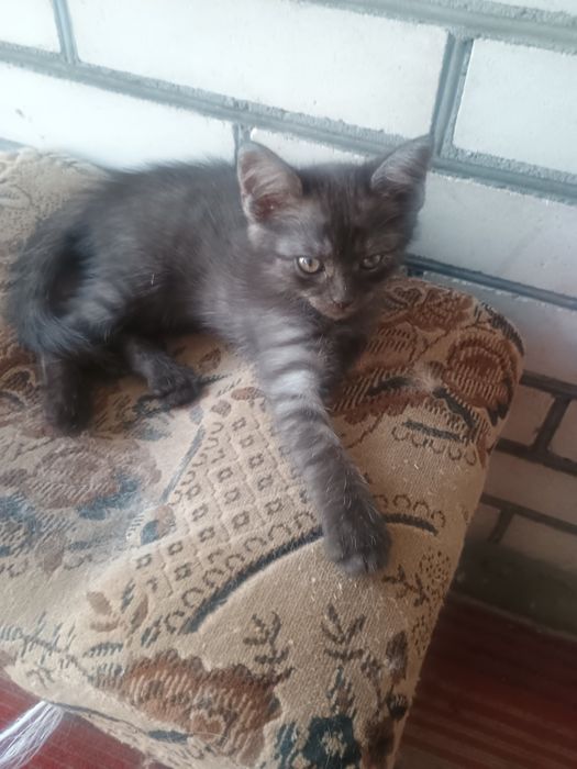 (Безкоштовно) в люблячу родину