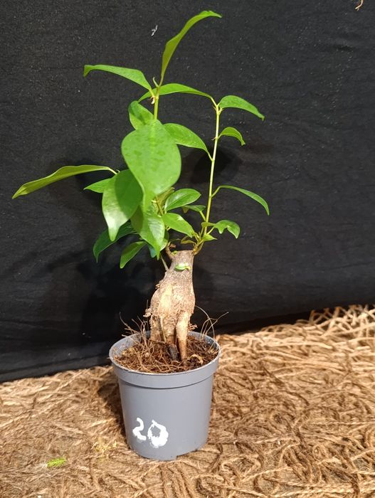 Фікус мікрокарпа Гінсенг (Ficus microcarpa Ginseng)