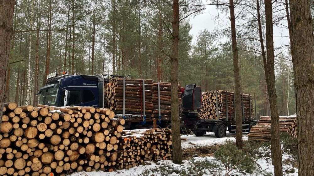 Mulczowanie, frezowanie pni, usługa mulczowania i WYCINKA DRZEW