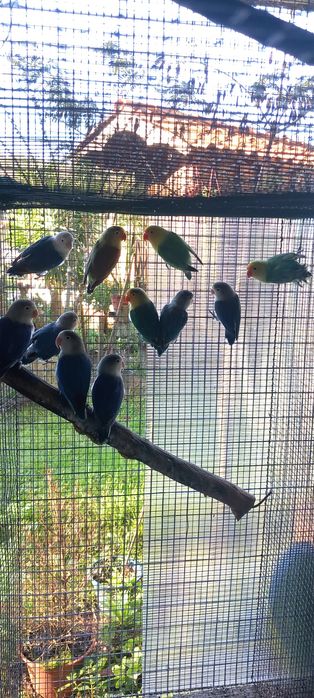 Vários Agapornis fischers