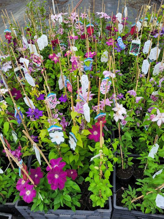 Clematis różne odmiany sprzedaż hurtowa