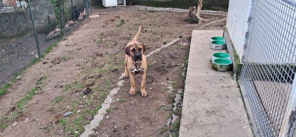 Presa canário excelente guardião