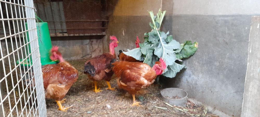 Frangos-Galos caseiros.