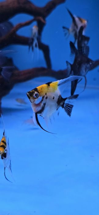 Pack 2 Escalares + 1 Ancistro long fin (Peixes nas fotos)