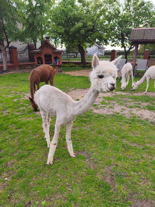 Alpaki młode samczyki ,samice Huacaya