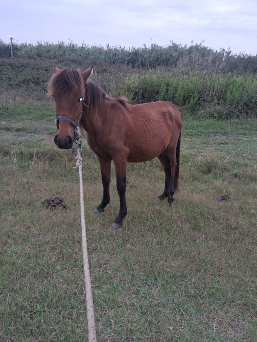 Cavalo médio mansinho