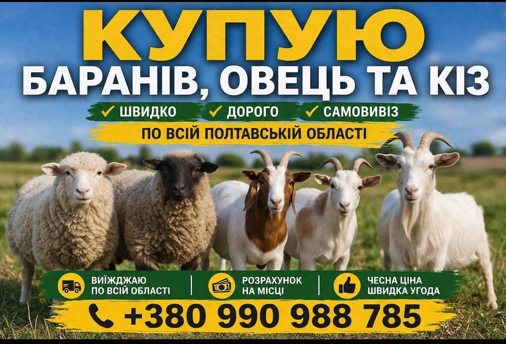 Барани , кози , корови