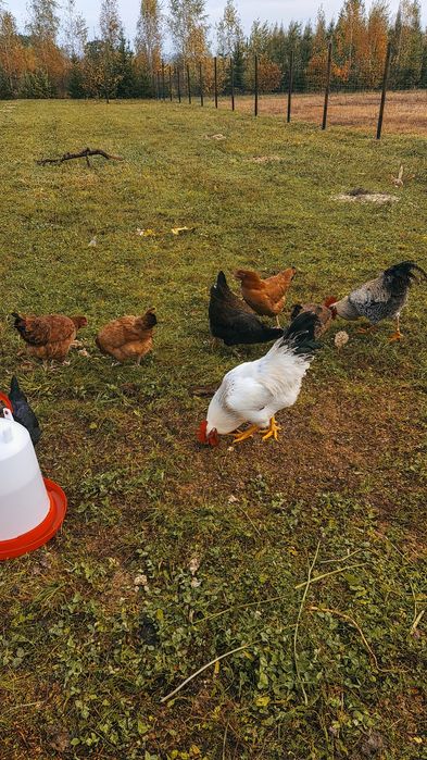 Wiejskie jajka od wolnych kurek