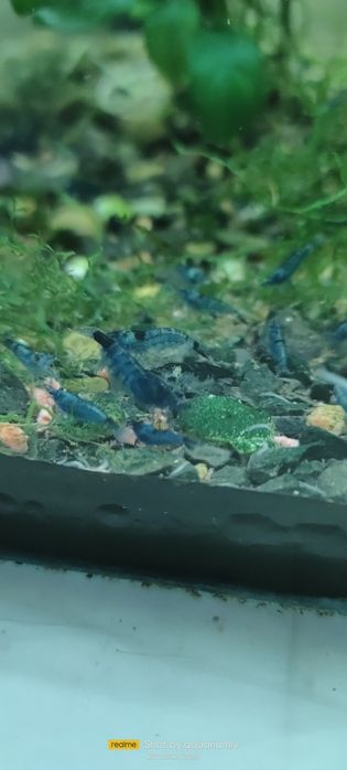 Акваріумні неокарідини