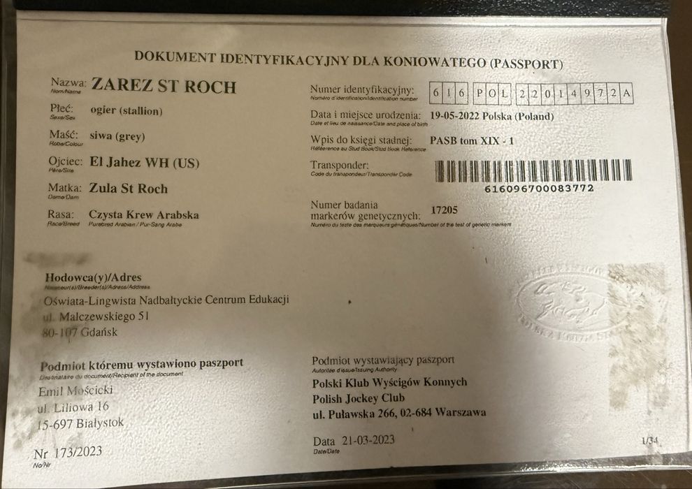 Ogier arabski - ujeżdżony po El Jahez