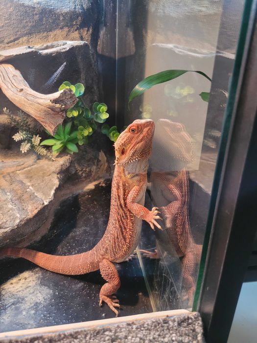 Agama brodata Orange 5 lat