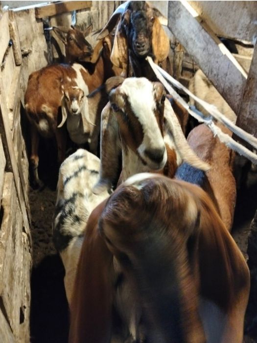 Продам , кози, вівці, цапи, кнурі