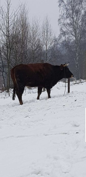 Jałówka Jersey 18 zł/kg lub zamienię na krowę mleczną.