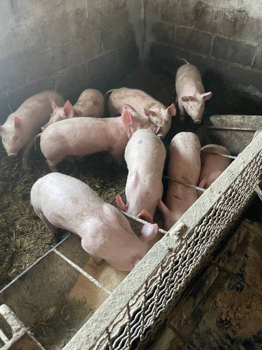 Кабанчики,черкаська область