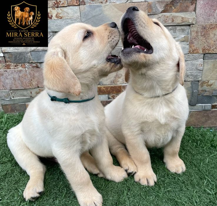 Retriever Labrador Amarelo Com Lop e Afixo