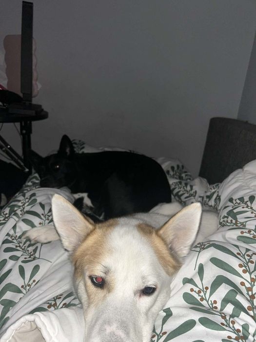 Pieski do adopcji za darmo