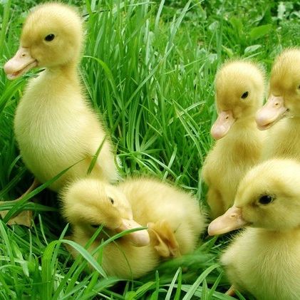 Продам індокачку і індокаченята