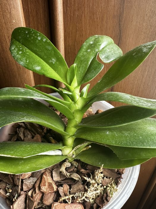 Орхидея с двумя детками