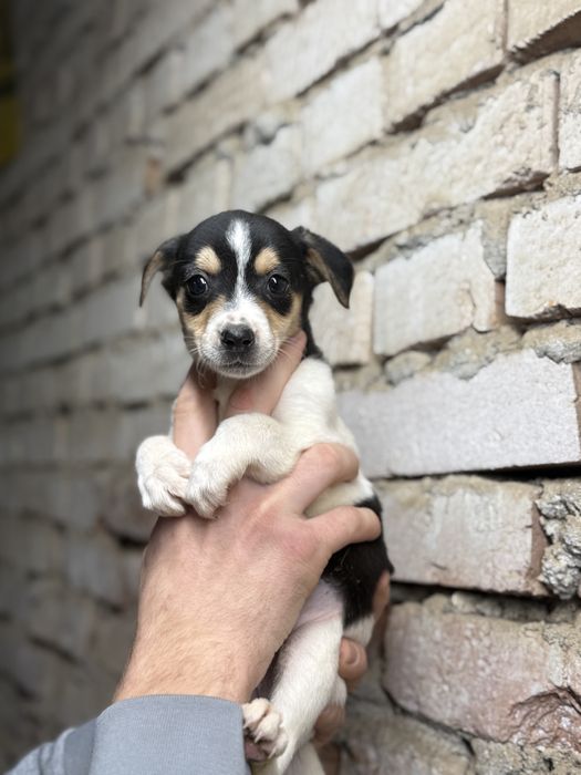 В добрые руки , щенок девочка
