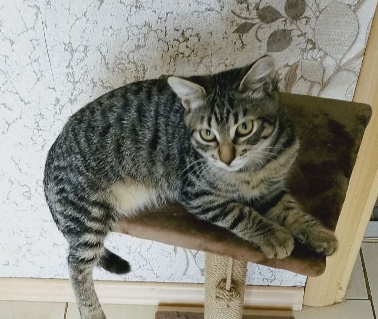 Котик- підліток в добрі руки
