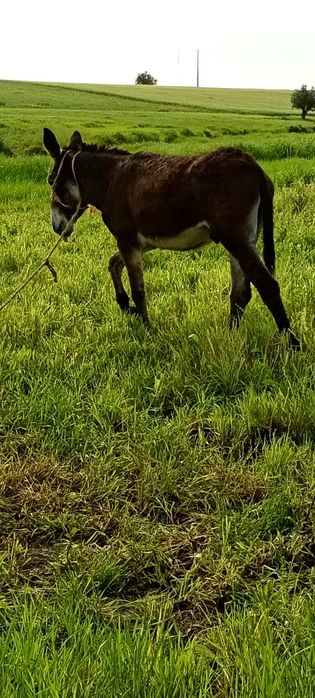 Vendo burro inteiro