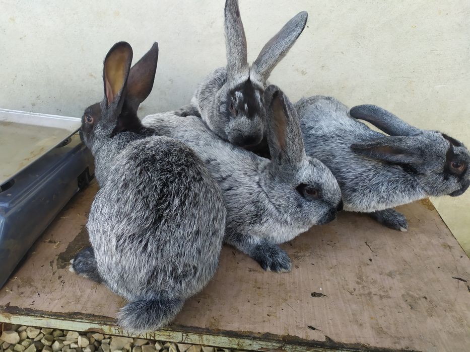 Продаю кролі Полтавське срібло