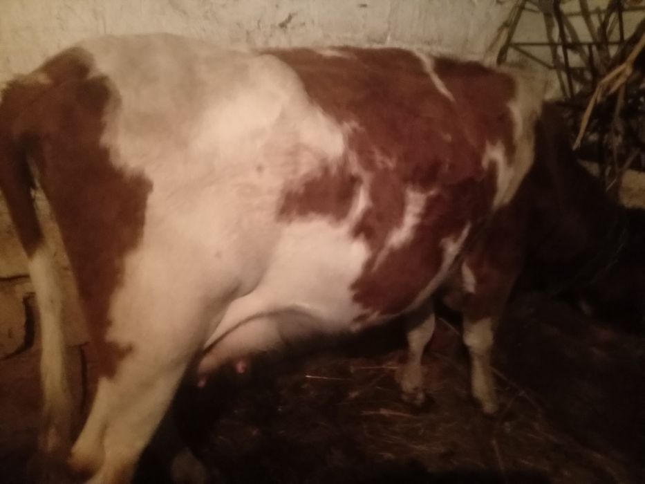 Продам добру корову