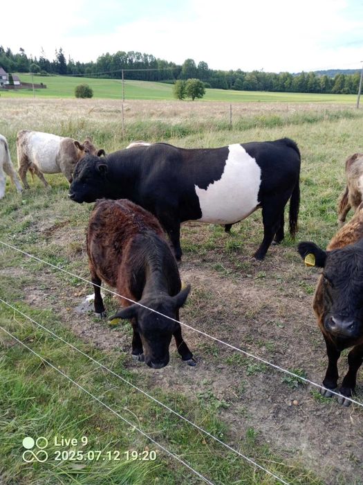 Galloway byk rozpłodnik