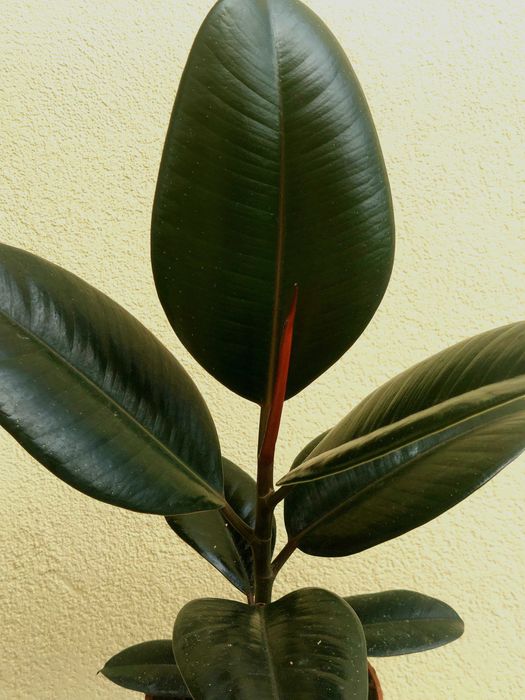 Planta Ficus Abidjan