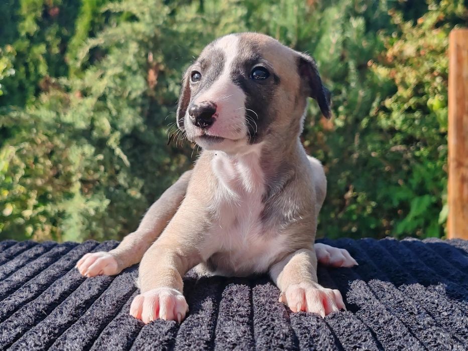 Whippet - suczka - chart angielski - zwolniła się rezerwacja!