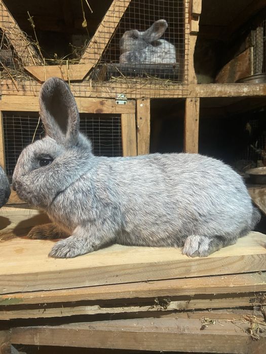 Велике Світле Срібло