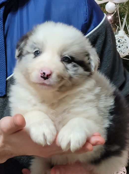 Border Collie Maluszek