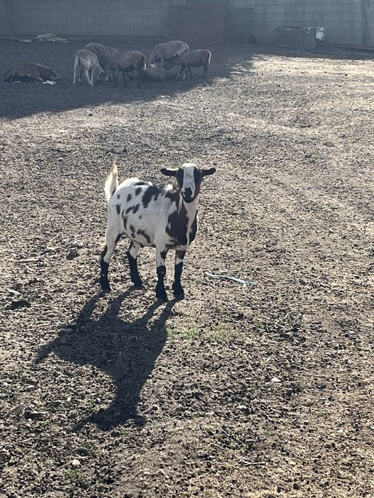 Macho Anão Castrado