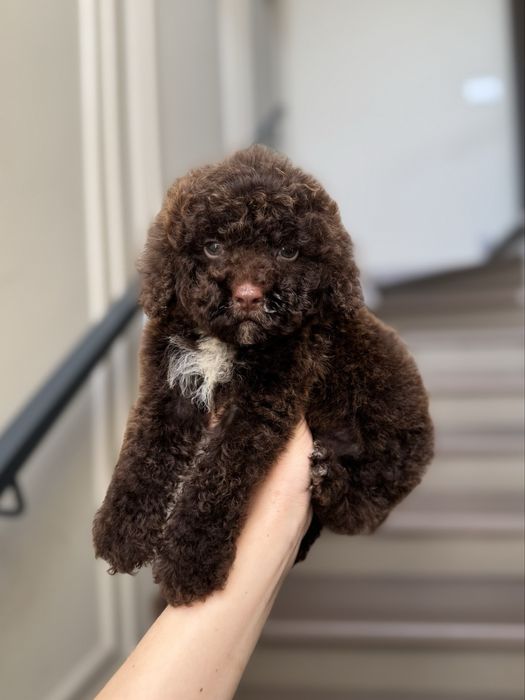 Шоколадний хлопчик мальтіпу. Ми в Луцьку