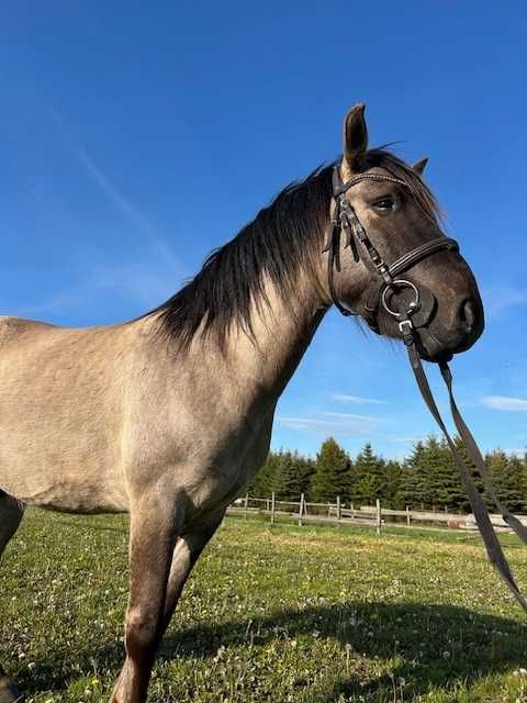 Super kucyk do szkółki i rekreacji .Możliwość dzierżawy.