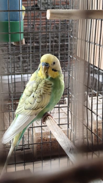 Piriquito Verde para voar
