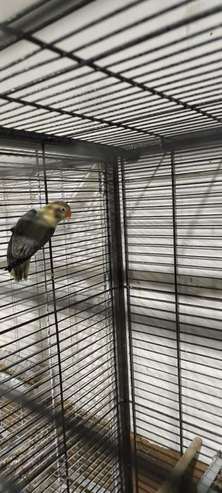 Casal de fishers opalinos