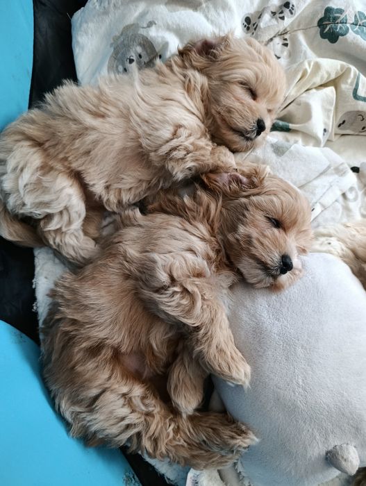 MALTIPOO- cudowna sunia