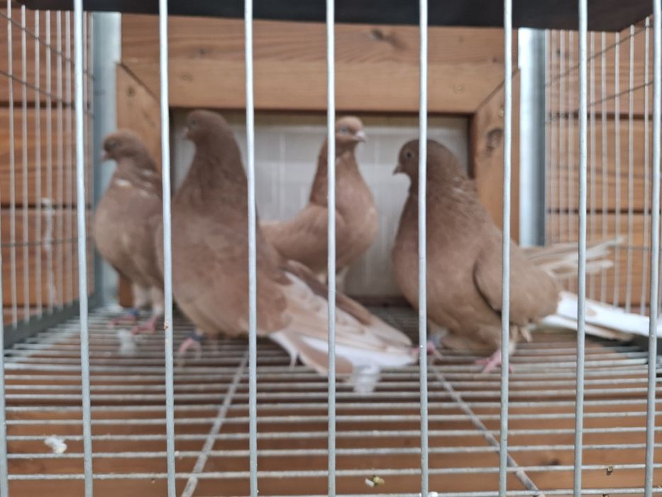 Gołębie Szaryki Żółte