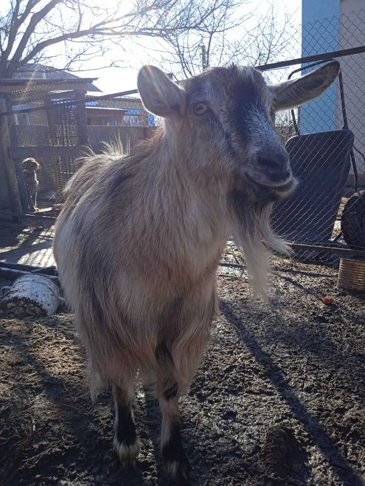 Продаю молоду козу