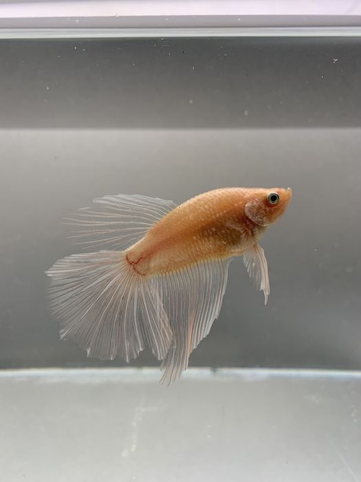 Вуалеві півники