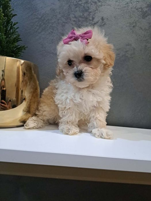 śliczna  dziewczynka maltipoo