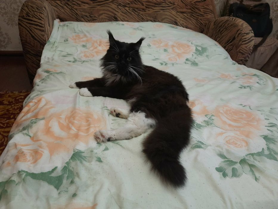 Шикарный кот Мейн-Кун  ждет невесту