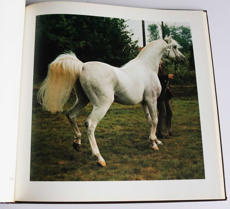ARTE EQUESTRE Kinder des Windes (Filhos do Vento), em alemão