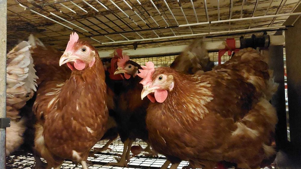 Nioski mode ZDROWE !! Kury 24 tyg Messa z Dowozem ! ZAPRASZAM !!